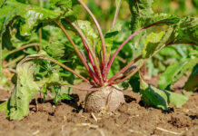 Για ουτοπίες θα μιλάμε τώρα;